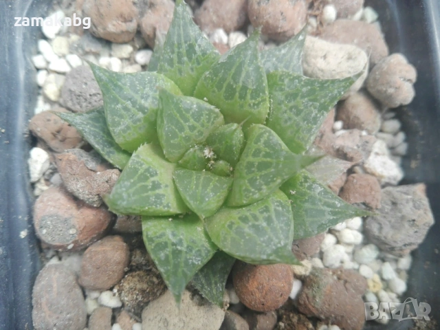 Хавортия (Haworthia comptoniana)