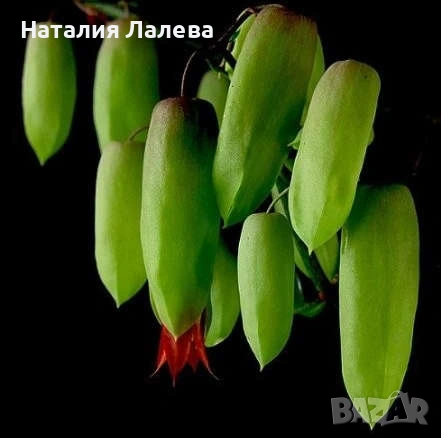 Каланхое, Kalanchoe Magic Bell