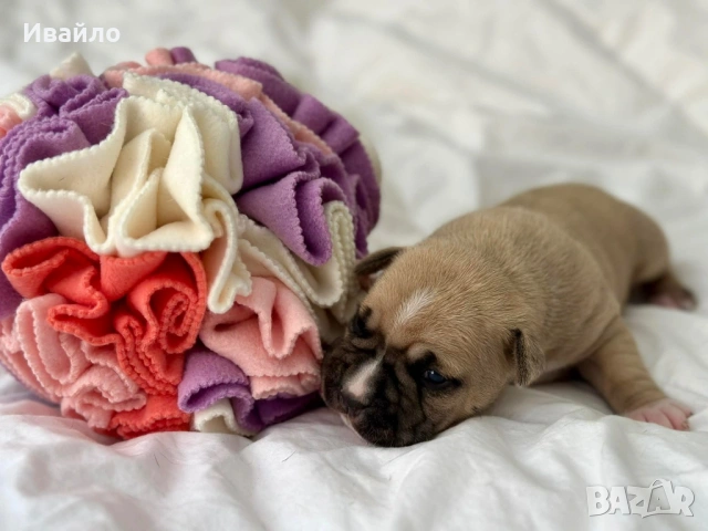 Американски Стафордширски Териер, снимка 9 - Американски стафордширски териер - 54329768