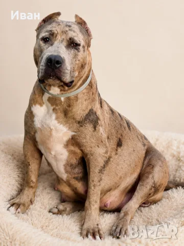 American BullyXL кученца 