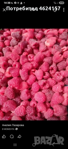 Продавам разсад ягоди, снимка 2 - Сортови семена и луковици - 54183179