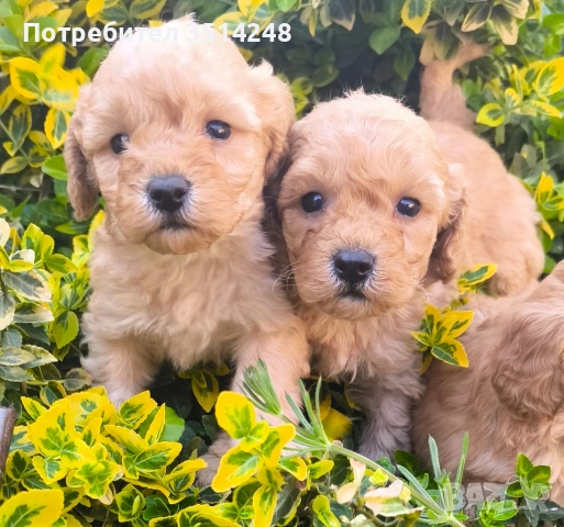 Пудел.Мини пудел 