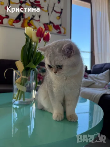 Мъжко коте британско късокосместо, снимка 2 - Британска късокосместа - 55687967
