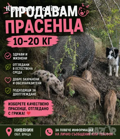 Търсим им нови стопани!
