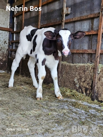 sukalce na 20 dena, снимка 3 - Крави - 54729686