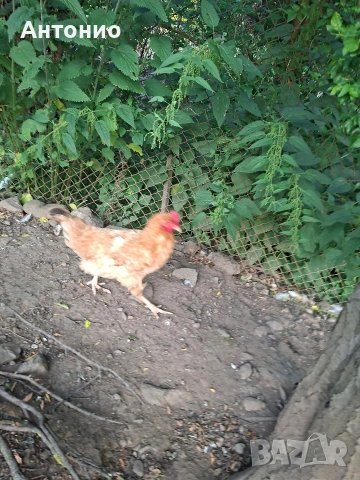Продавам 4 кокошки и един петел подарък , снимка 3 - Кокошки и пуйки - 54990927