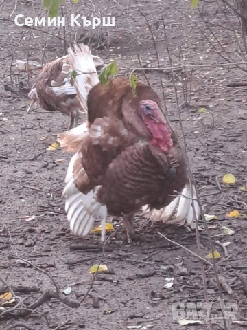 Ред бърбън Чифт 