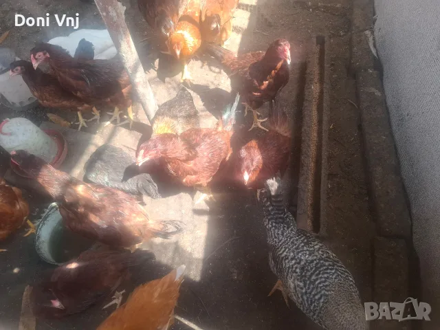 Продавам млади кокошки, снимка 3 - Кокошки и пуйки - 55290713