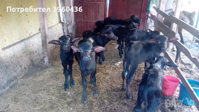Продавам мъжки малачета , снимка 4 - Крави - 55590900