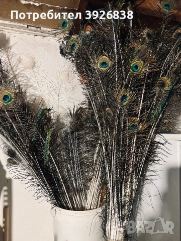 продавам пера от пауни