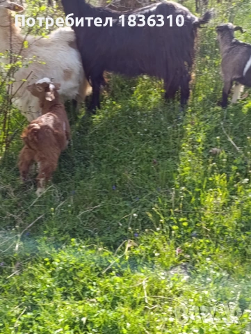 Коза с 3 ярета, снимка 2 - Кози - 54231285