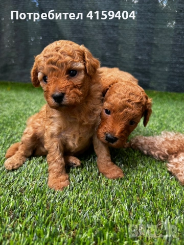 Той Пудел / Toy Poodle