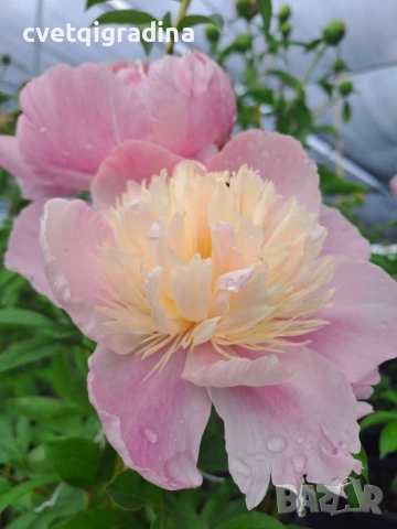 Paeonia ‘Sweet Sixteen’ (Божур „Сладки шестнадесет“), снимка 3 - Градински цветя и растения - 54650990