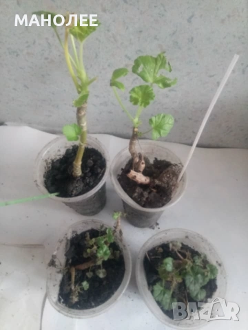 🌼🪷🪷💐✨МУШКАТО - 3 цвята🌼🪷💐🪻🎁, снимка 2 - Стайни растения - 53078604