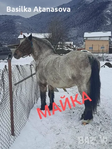 Prodava se kon 3 godishen, снимка 3 - Коне - 55429676