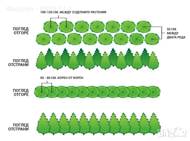 Западна туя Смарагд (Thuja occidentalis Smaragd), снимка 6 - Градински цветя и растения - 27492741