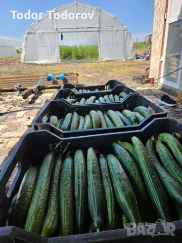 Пресни краставици, снимка 2 - Разсади - 54776086