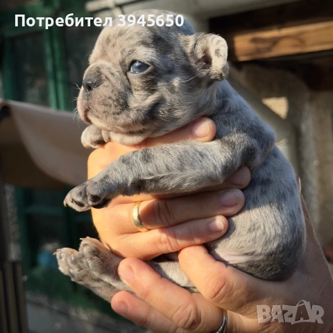 Момче Френски булдог Merle 
