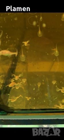 продавам Африканска ноктеста жаба бебета, снимка 3 - Рибки - 54142359