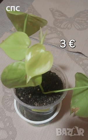 Стайни растения/висящи, снимка 4 - Стайни растения - 54153334