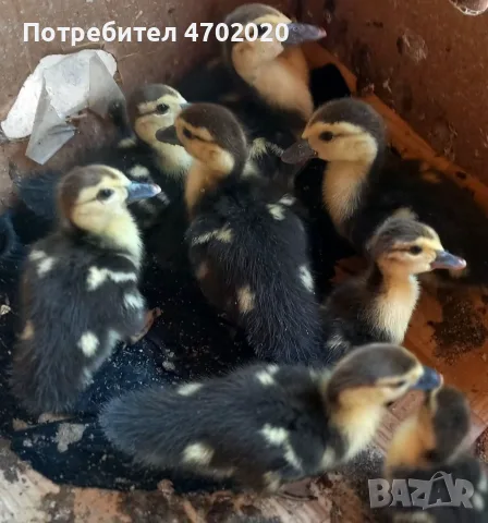 Продавам неми патенца