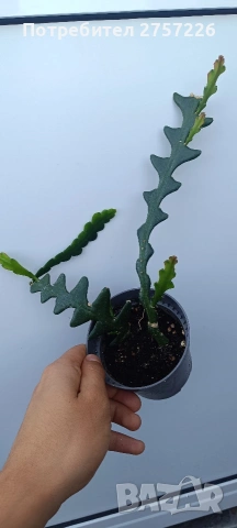 Selenicereus anthonyanus, снимка 2 - Стайни растения - 54758736
