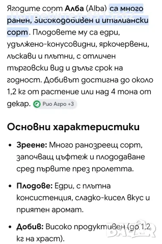 Корени ягоди сорт Алба. , снимка 5 - Разсади - 55658488