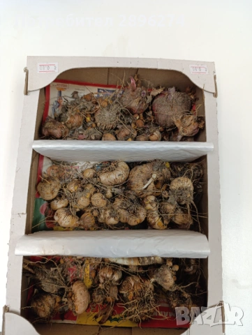 Луковици за гладиоли 