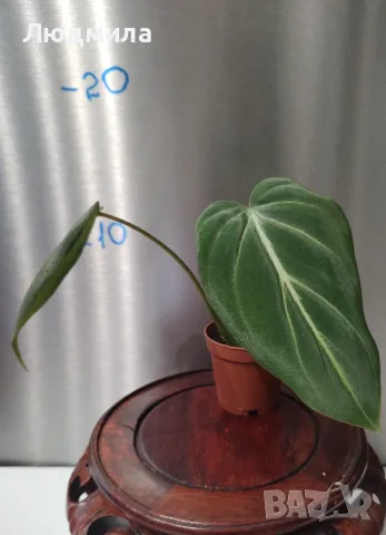 Филодендрон 'Глориозум Зебра' / Philodendron gloriosum zebra, снимка 8 - Стайни растения - 55607037