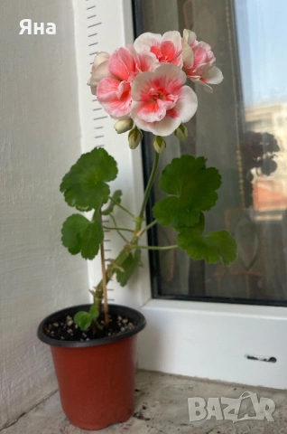  Кичесто мушкато- Актуални снимки, снимка 2 - Стайни растения - 51082731