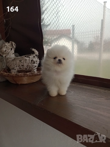 Бели мини Померани. Реални снимки от 21.03.26 г. , снимка 4 - Померан - 53959290