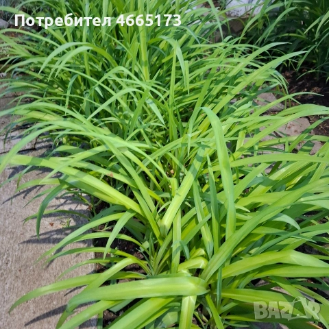 Хемерокалис , снимка 3 - Градински цветя и растения - 54530731
