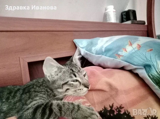 Търсим дом за Леа, снимка 9 - Други - 55276918