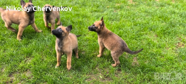 Малиноа , снимка 8 - Белгийска овчарка - 54886363
