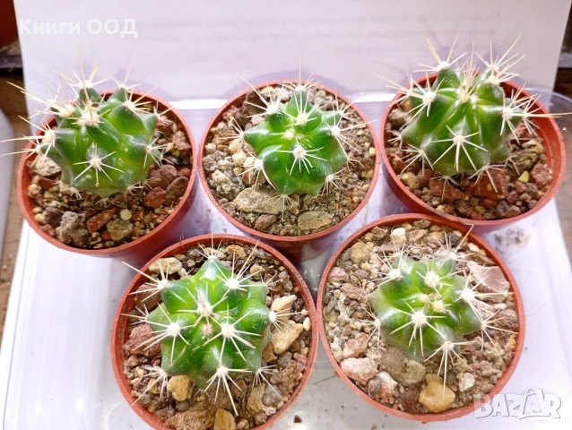 Кактус Thelocactus setispinus в 5 см сак. - 2.80 за 1 брой