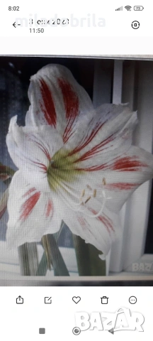 Амарилис/ Рицарска звезда 