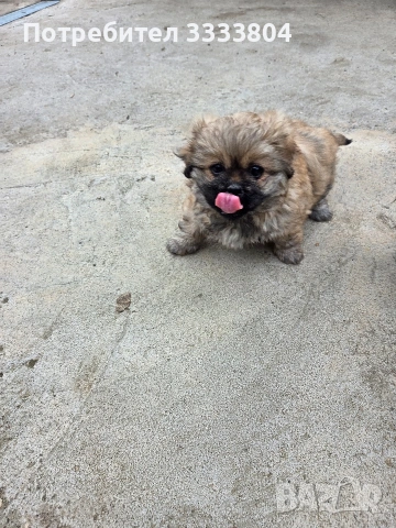 Продавам малки пекинези
