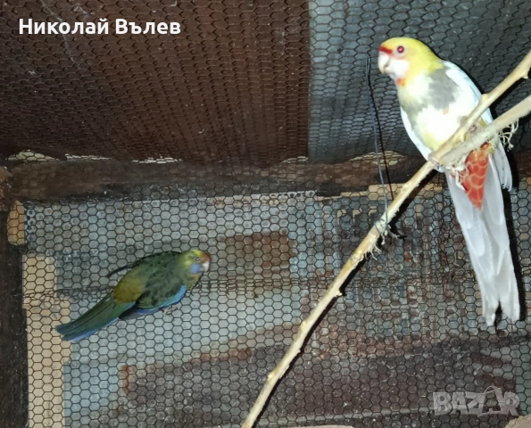 Чифт страки 