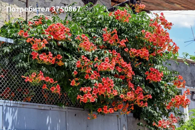 🧡🌿🧡 Текома (Campsis radicans), снимка 2 - Градински цветя и растения - 55427381