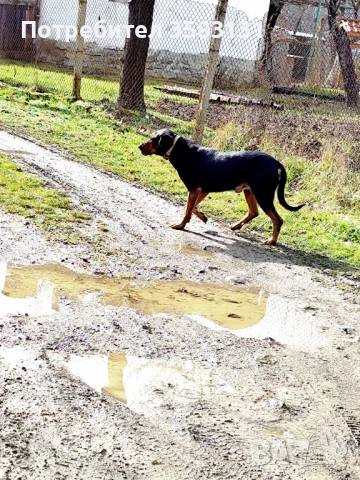         Български гончета.        Кученцата са родени на 6ти Март , снимка 7 - Гонче - 54081911