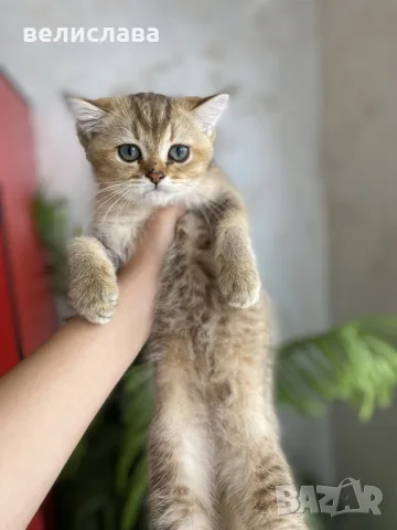 британски котенца, снимка 8 - Британска късокосместа - 55391628
