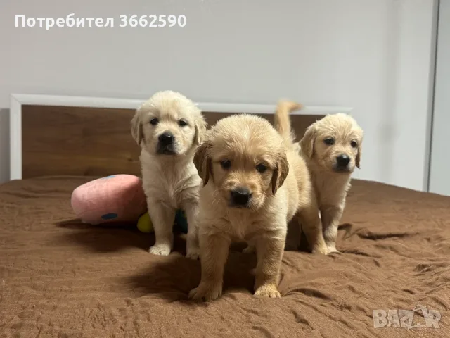 🐾 Малки кученца Голдън Ретривър търсят своите любящи семейства! 🐶❤️