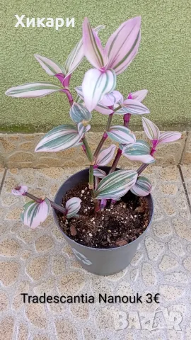 Традесканция  Tradescantia Nanouk /  Хлорофитум Chlorophytum comosum , снимка 2 - Стайни растения - 55329443