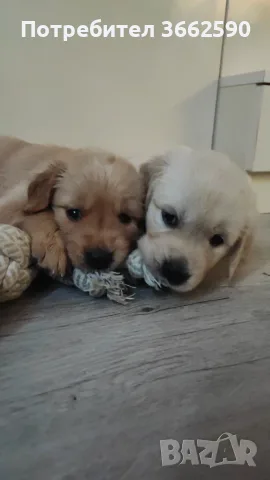 🐾 Малки кученца Голдън Ретривър търсят своите любящи семейства! 🐶❤️, снимка 3 - Голдън ретривър - 55669507