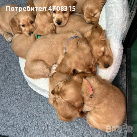 Кокер шпаньол кафяво момченце, снимка 4 - Кокер шпаньол - 54983646
