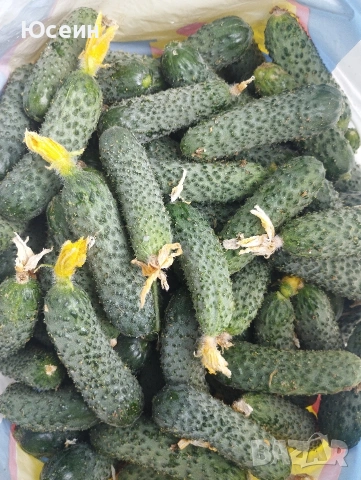 Корнишони от производител 