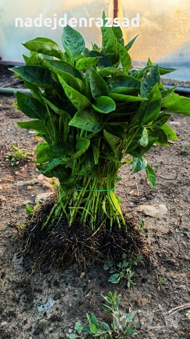 Разсад пипер, чушки