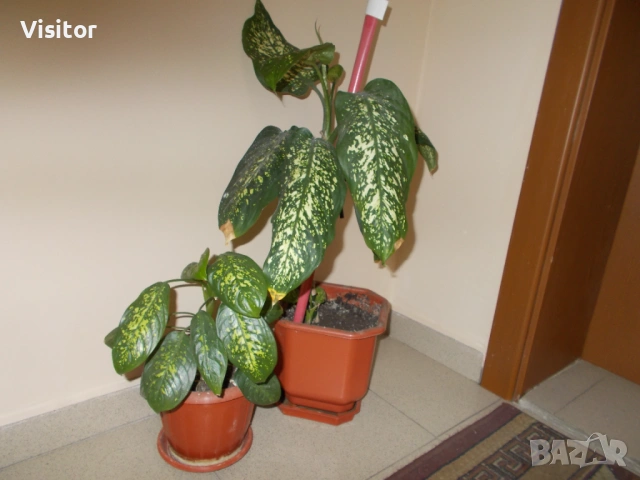 фотоапарат Nikon CoolPix L27  - 16MPx, снимка 17 - Фотоапарати - 54254749