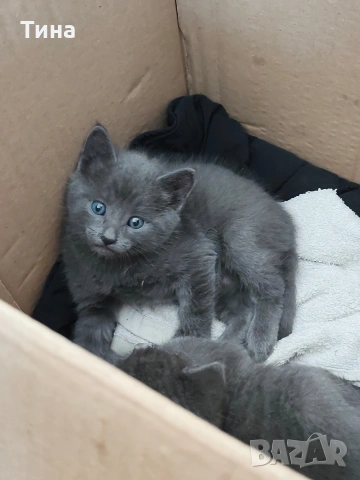 Подарявам котенца, снимка 3 - Други - 54579610