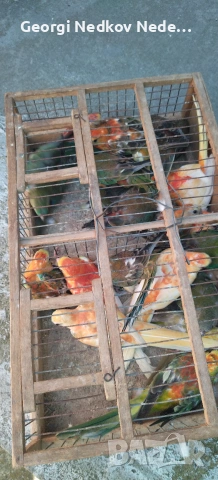 Продавам пойни папагали 